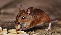 24 Hour & Emergency Exterminators in Maiden, NC